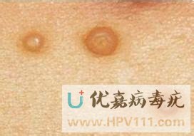 ��Ⱦ��������������